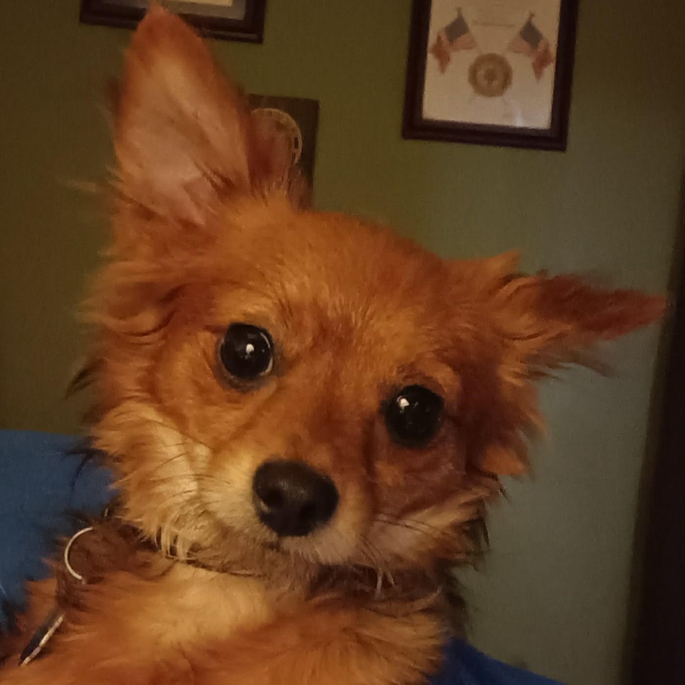 Punkin, a ADOPTABLE Chihuahua in Irvine, KY image 2/6