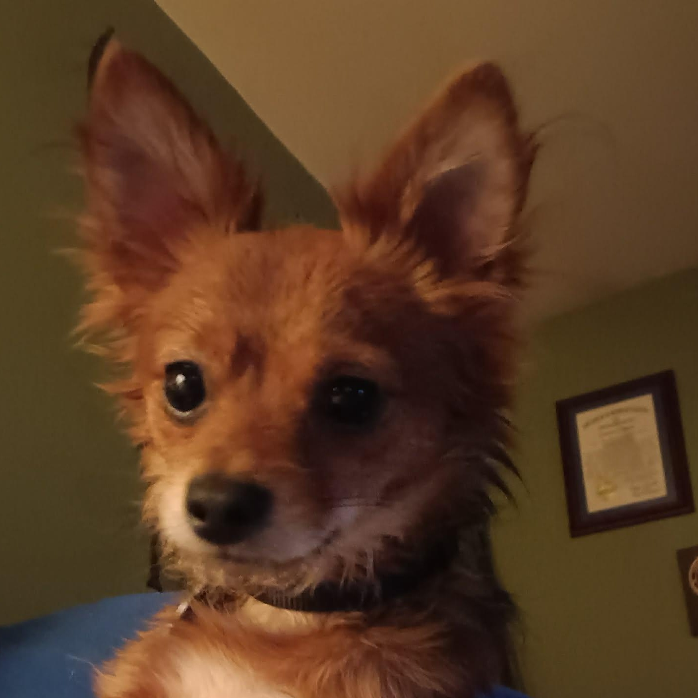 Punkin, a ADOPTABLE Chihuahua in Irvine, KY image 4/6