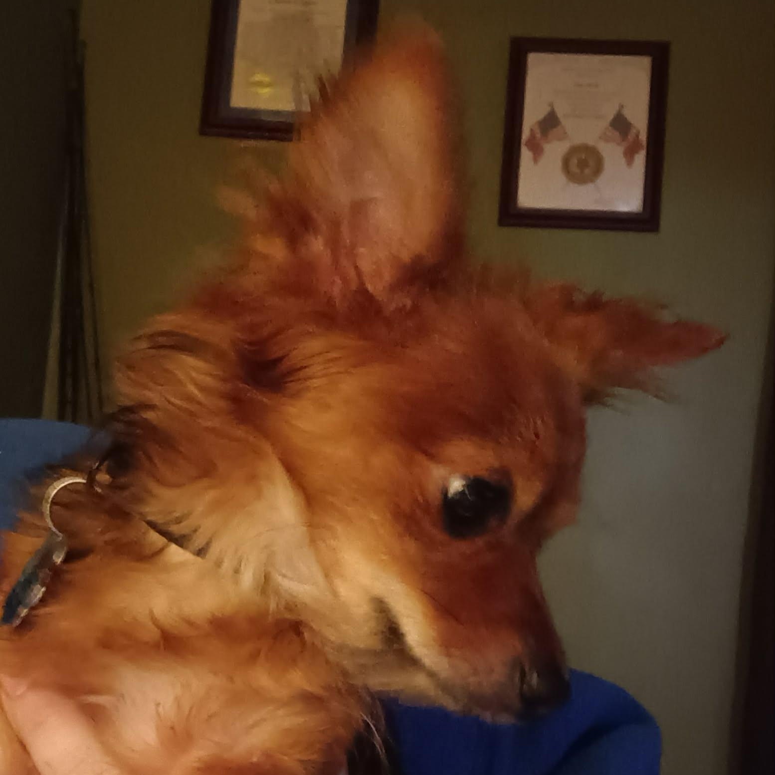 Punkin, a ADOPTABLE Chihuahua in Irvine, KY image 6/6