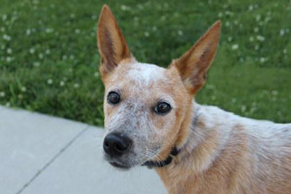 Ladybug, Adult Female Fox Terrier
