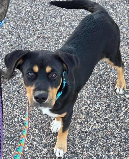 Beijing, Adoptable, Young Male Labrador Retriever & Rottweiler.