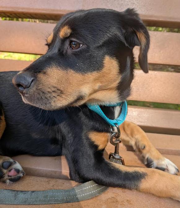 Enlarge Beijing, a Adoptable mixed breed in Brooklyn Center, MN image 2/3