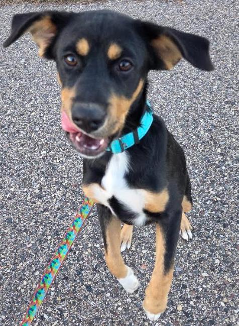 Enlarge Beijing, a Adoptable mixed breed in Brooklyn Center, MN image 3/3