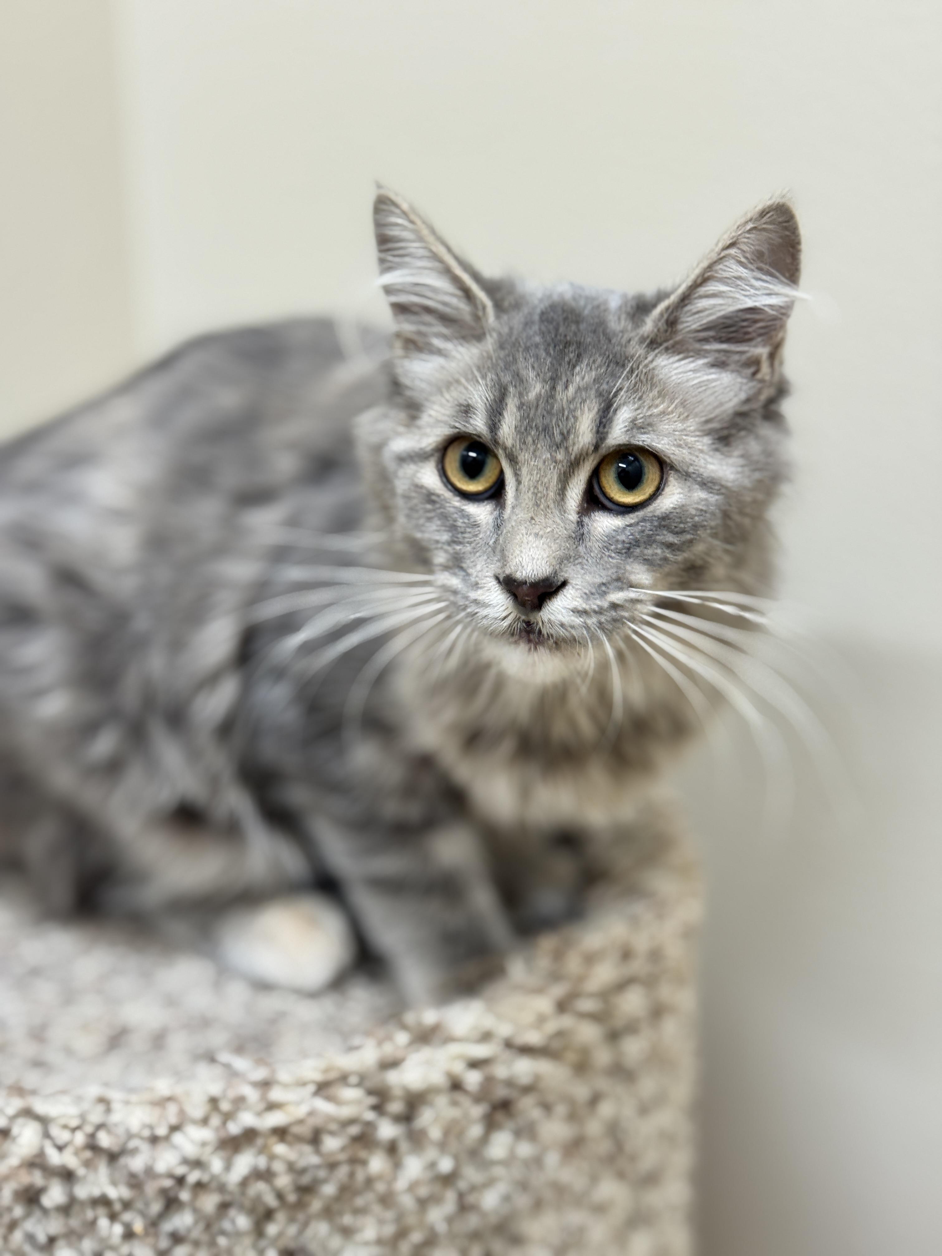 Dewey, an adoptable Domestic Medium Hair in Hackensack, MN, 56452 | Photo Image 1