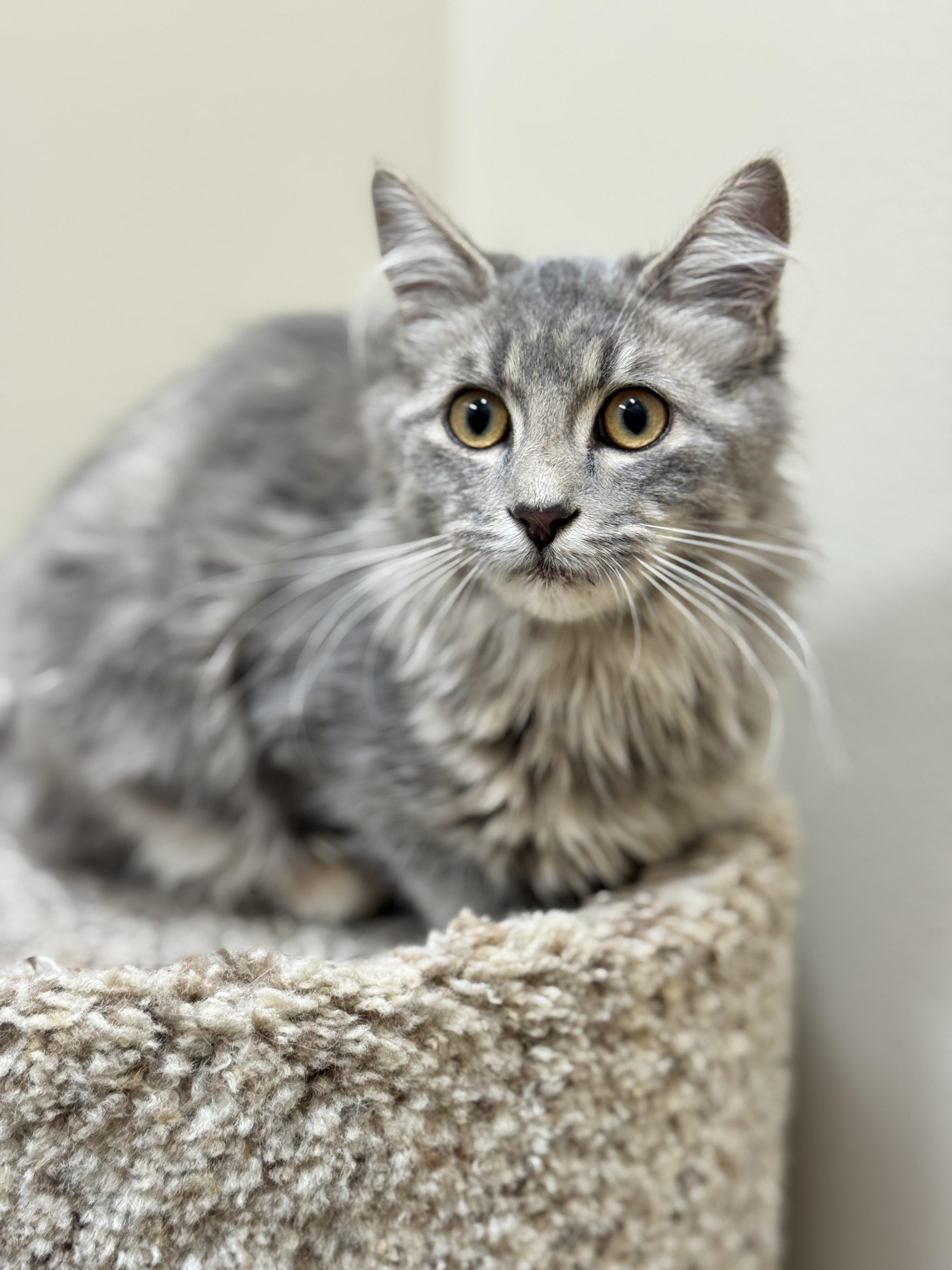 Dewey, an adoptable Domestic Medium Hair in Hackensack, MN, 56452 | Photo Image 3