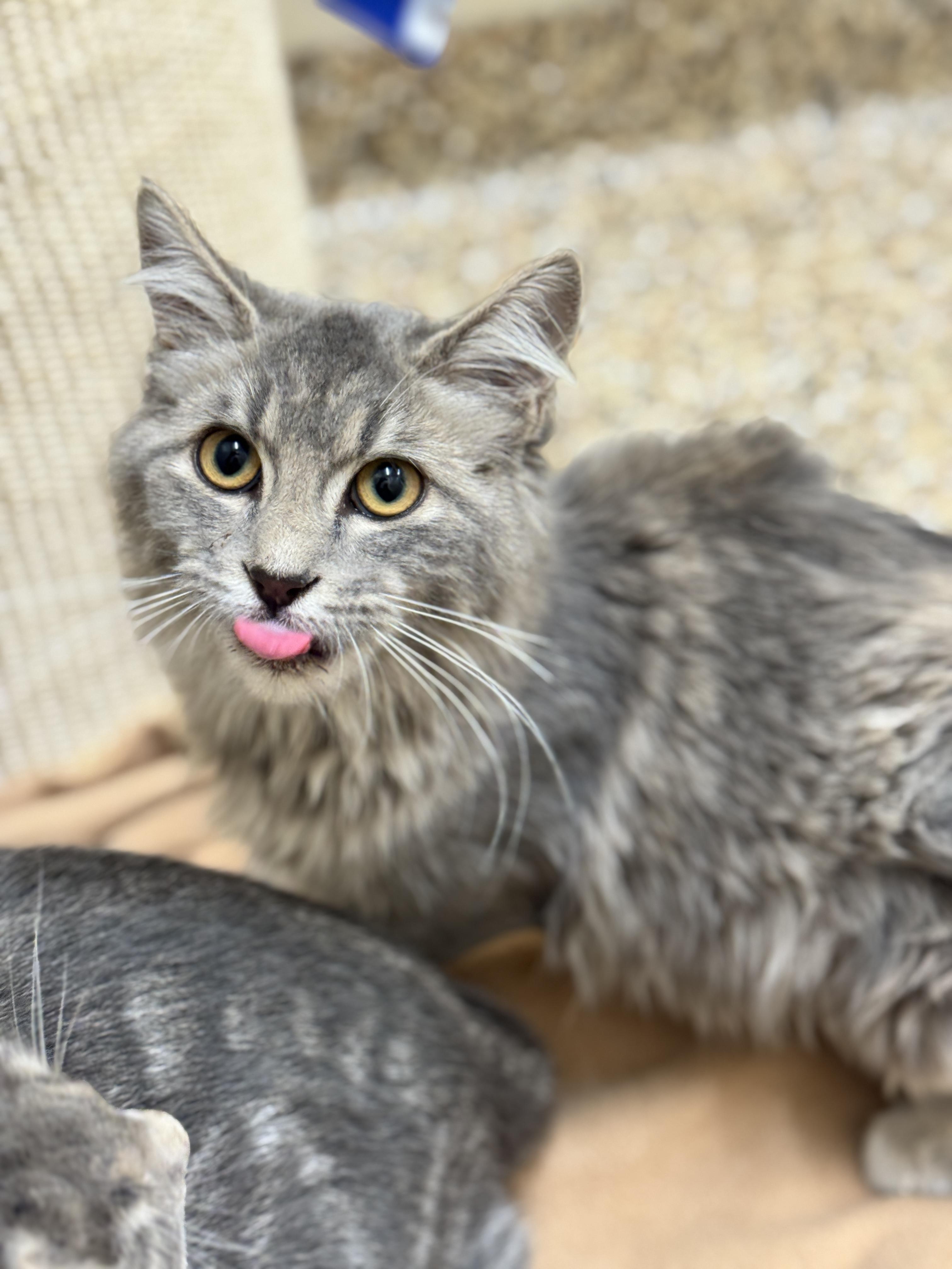 Dewey, an adoptable Domestic Medium Hair in Hackensack, MN, 56452 | Photo Image 2