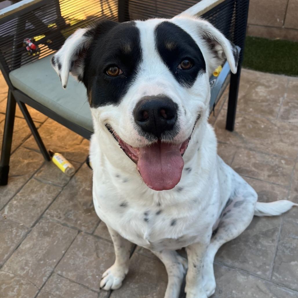 Enlarge Puck (Pumba) Smith, a Adoptable mixed breed in Las Vegas, NV image 1/3