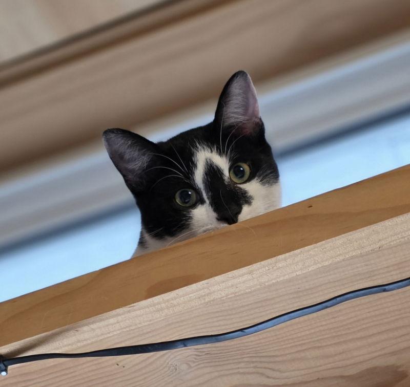 Jackson, a Adoptable Domestic Short Hair in Woodsfield, OH image 1/3