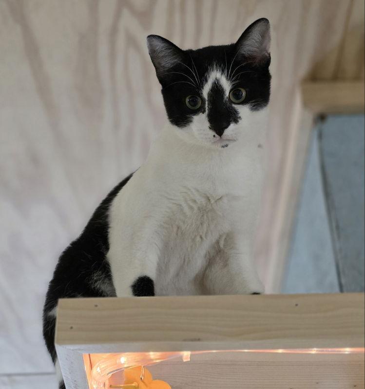 Jackson, a Adoptable Domestic Short Hair in Woodsfield, OH image 2/3