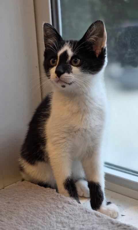 Jackson, a Adoptable Domestic Short Hair in Woodsfield, OH image 3/3