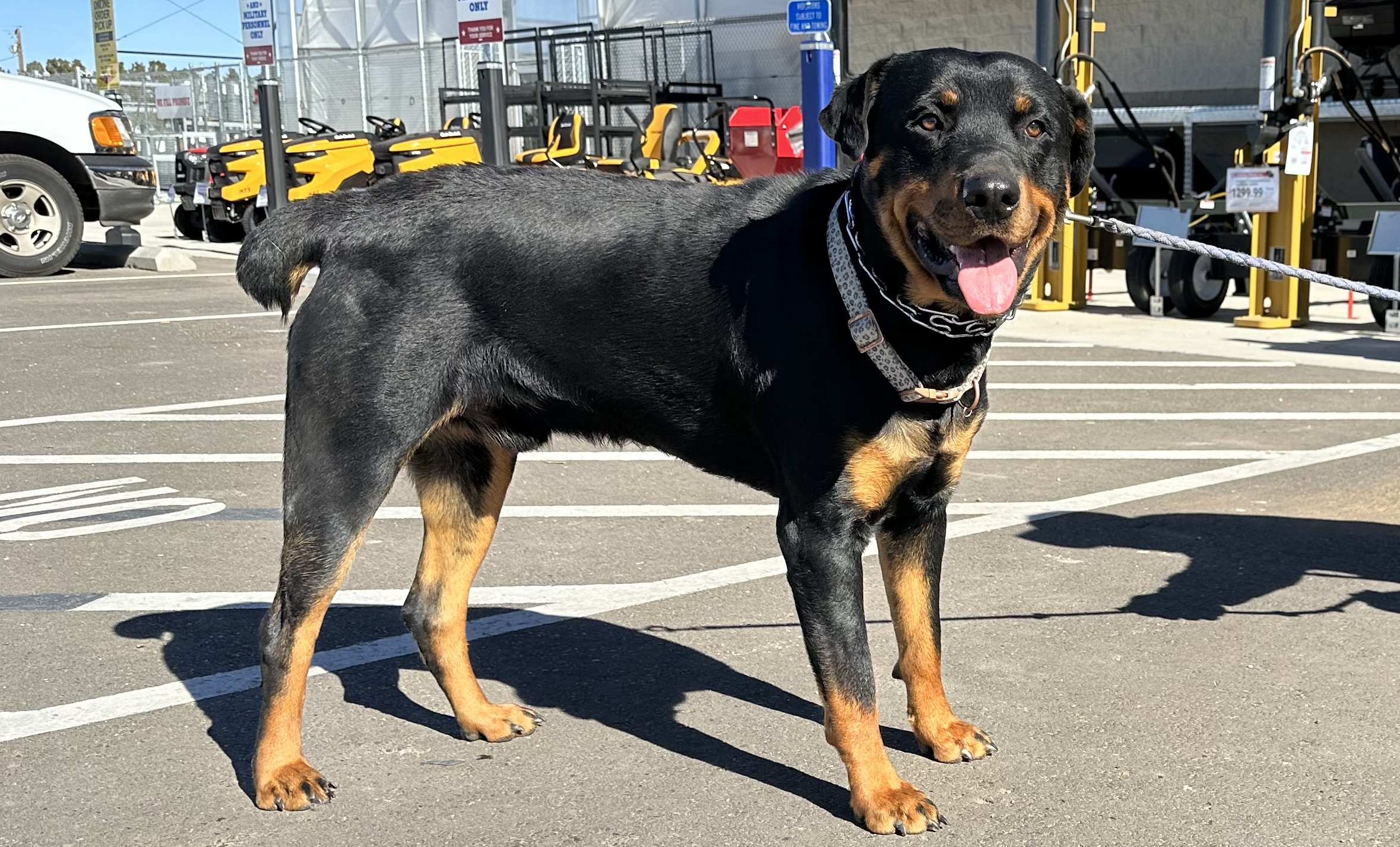 Enlarge Rex, a Adoptable Rottweiler in Shallowater, TX image 1/1
