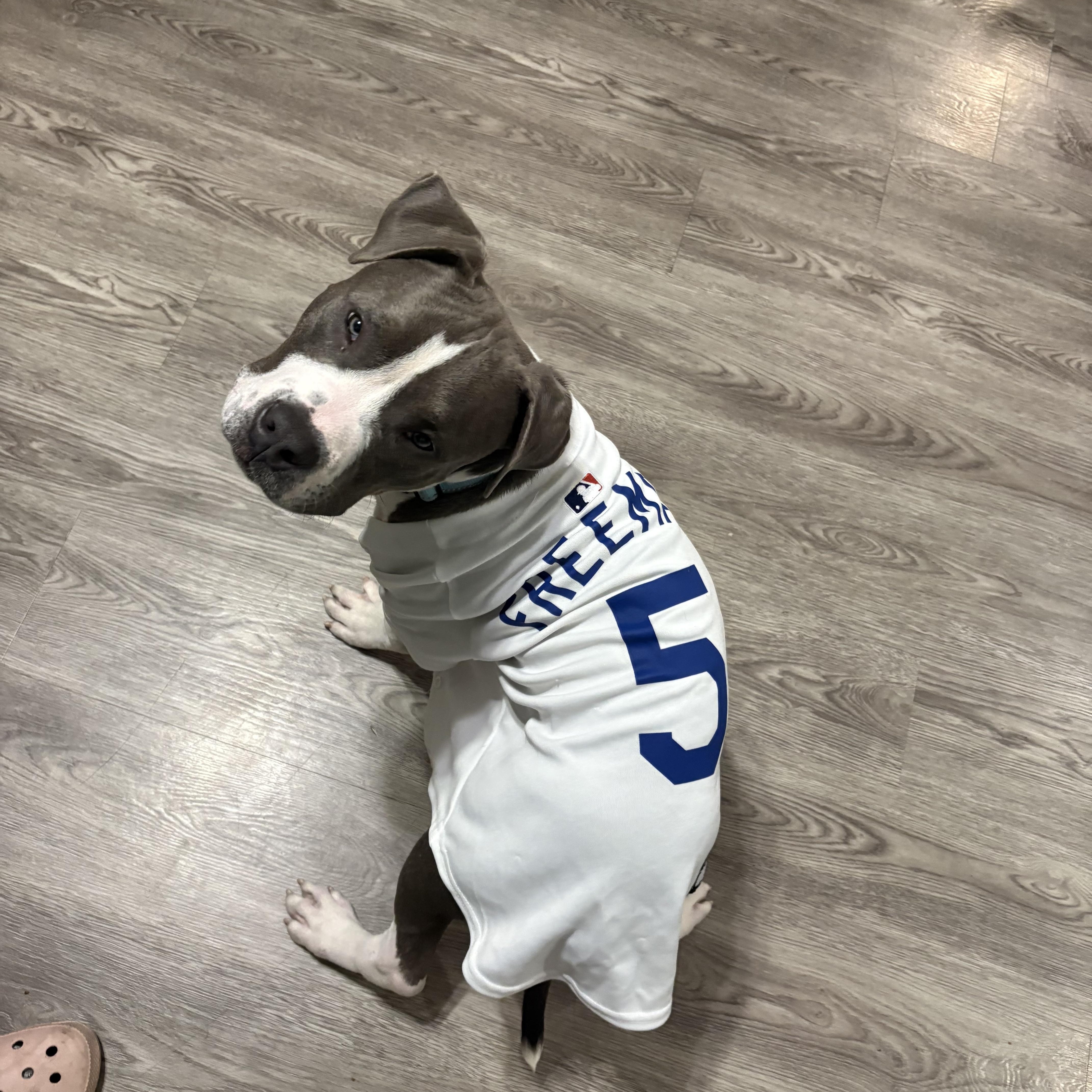 P.j, a Adoptable Pit Bull Terrier in Cleveland, OH image 2/5