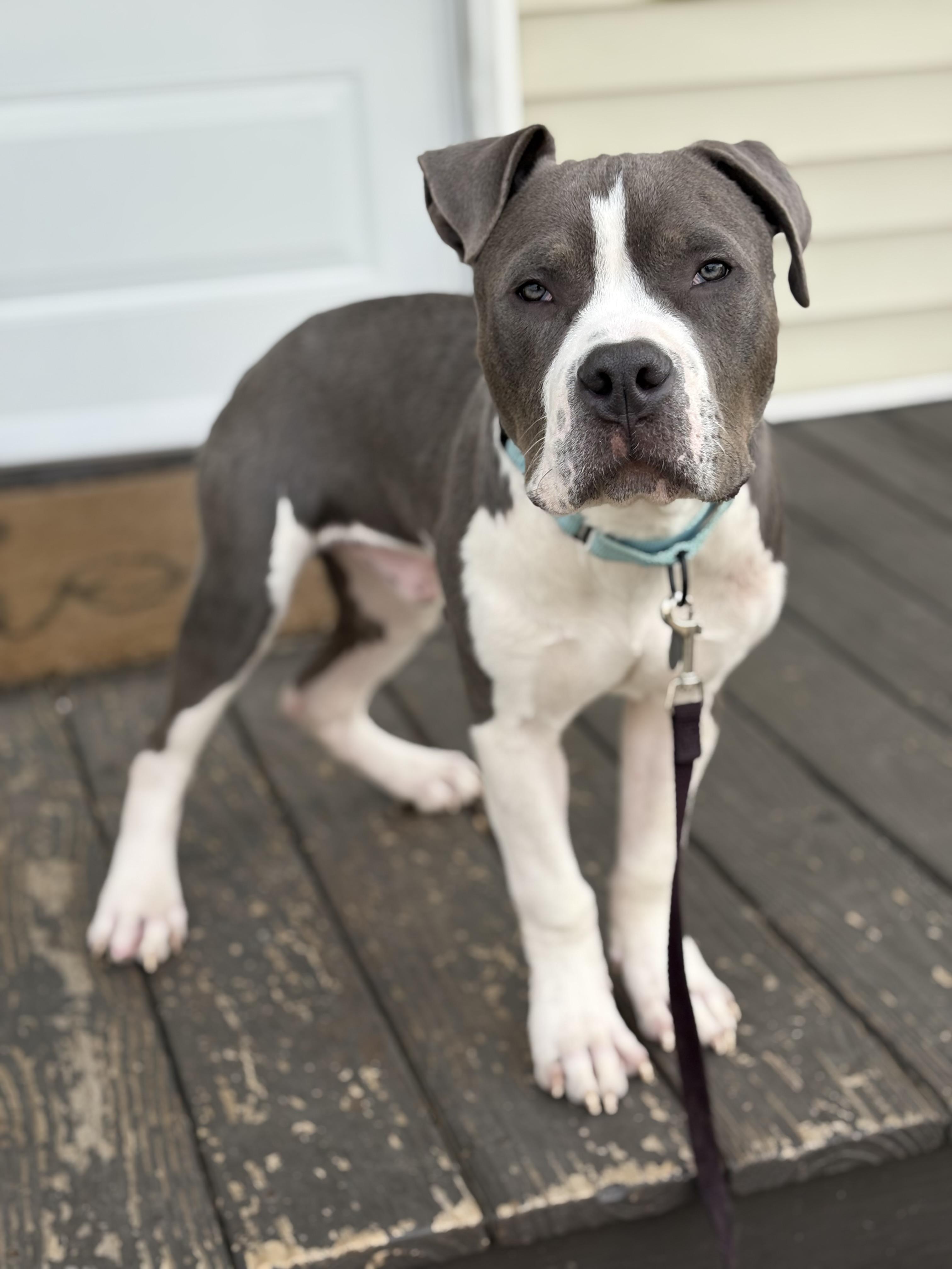 P.j, a Adoptable Pit Bull Terrier in Cleveland, OH image 3/5