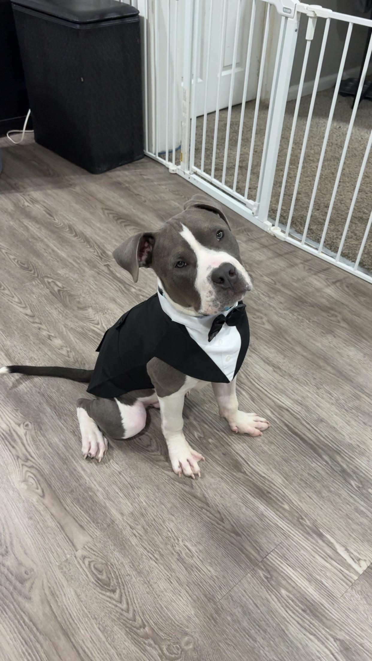 P.j, a Adoptable Pit Bull Terrier in Cleveland, OH image 4/5