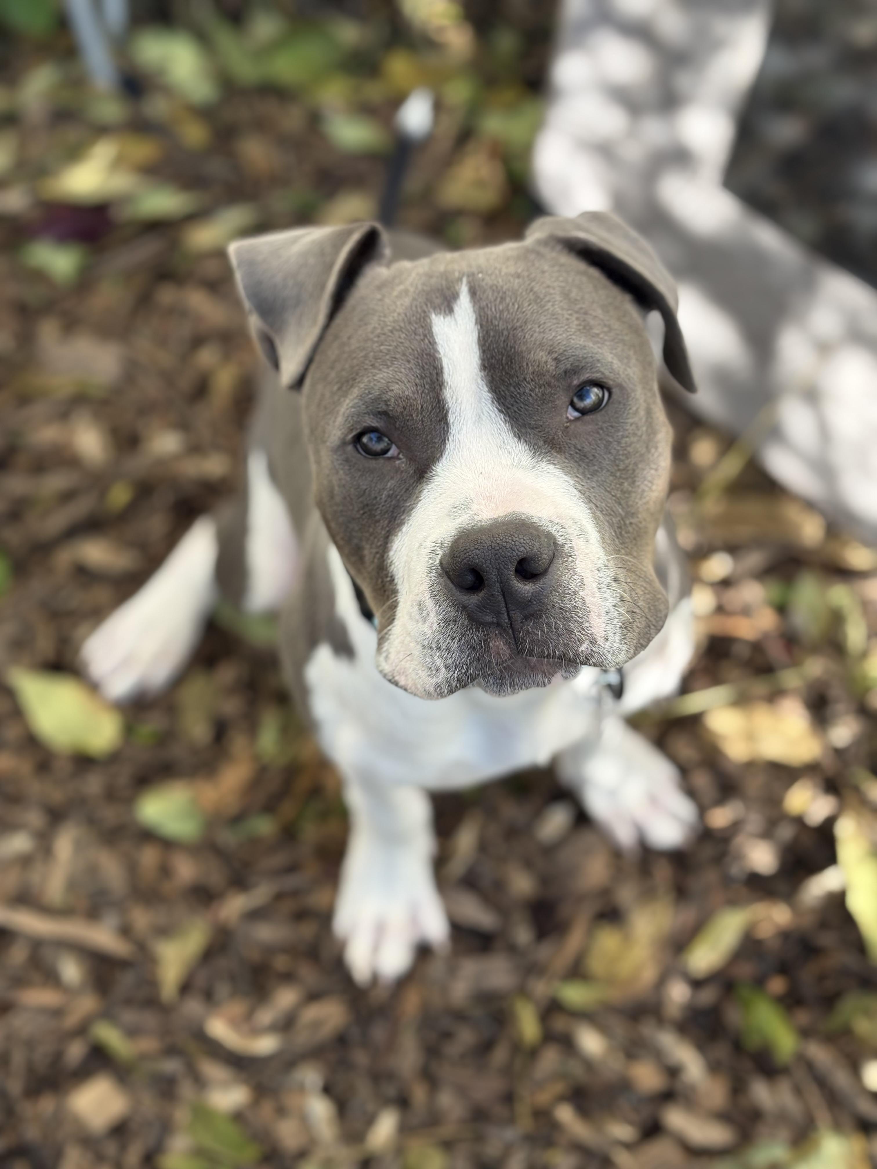 P.j, a Adoptable Pit Bull Terrier in Cleveland, OH image 1/5