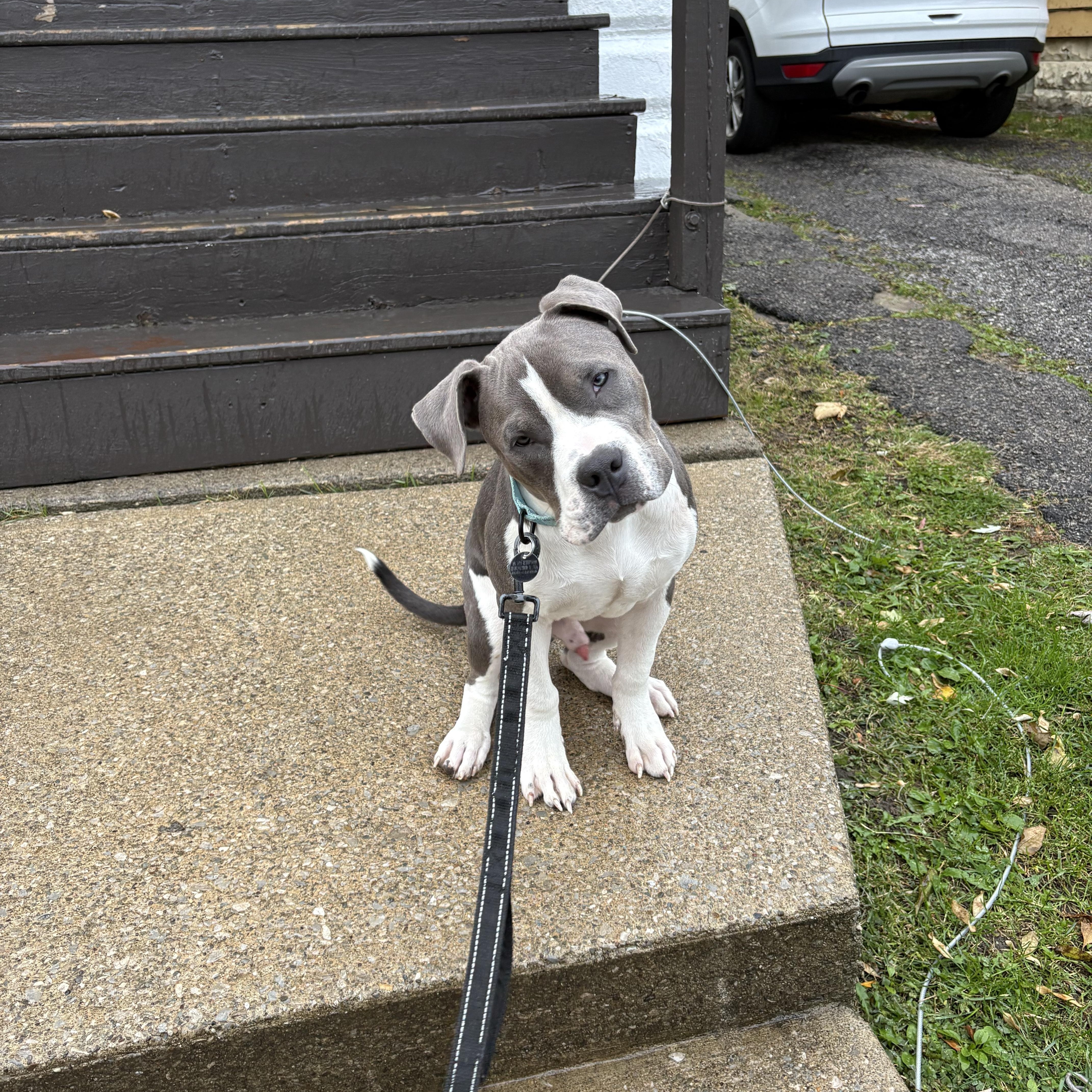 P.j, a Adoptable Pit Bull Terrier in Cleveland, OH image 5/5