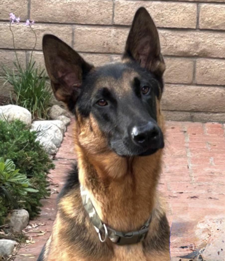 Enlarge Help me! I need a foster (or forever home) IMMEDIATELY, an adoptable mixed breed in encinitas, CA image 5/5