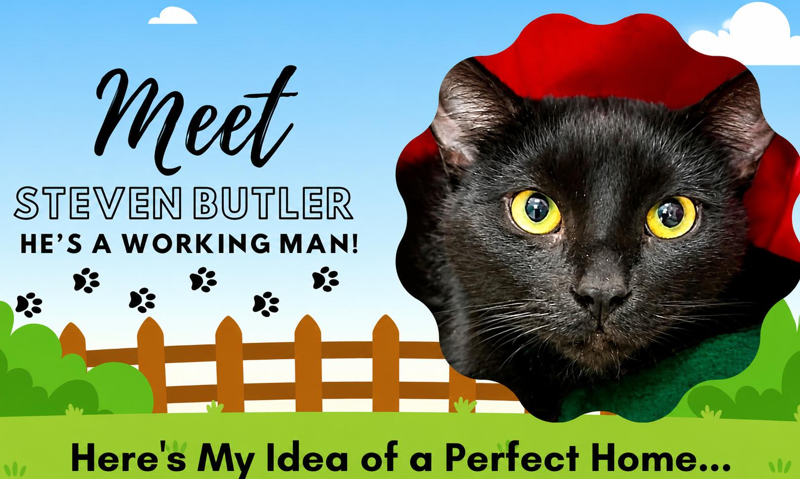 Enlarge Steven Butler, a ADOPTABLE Domestic Short Hair in Grayling, MI image 2/2