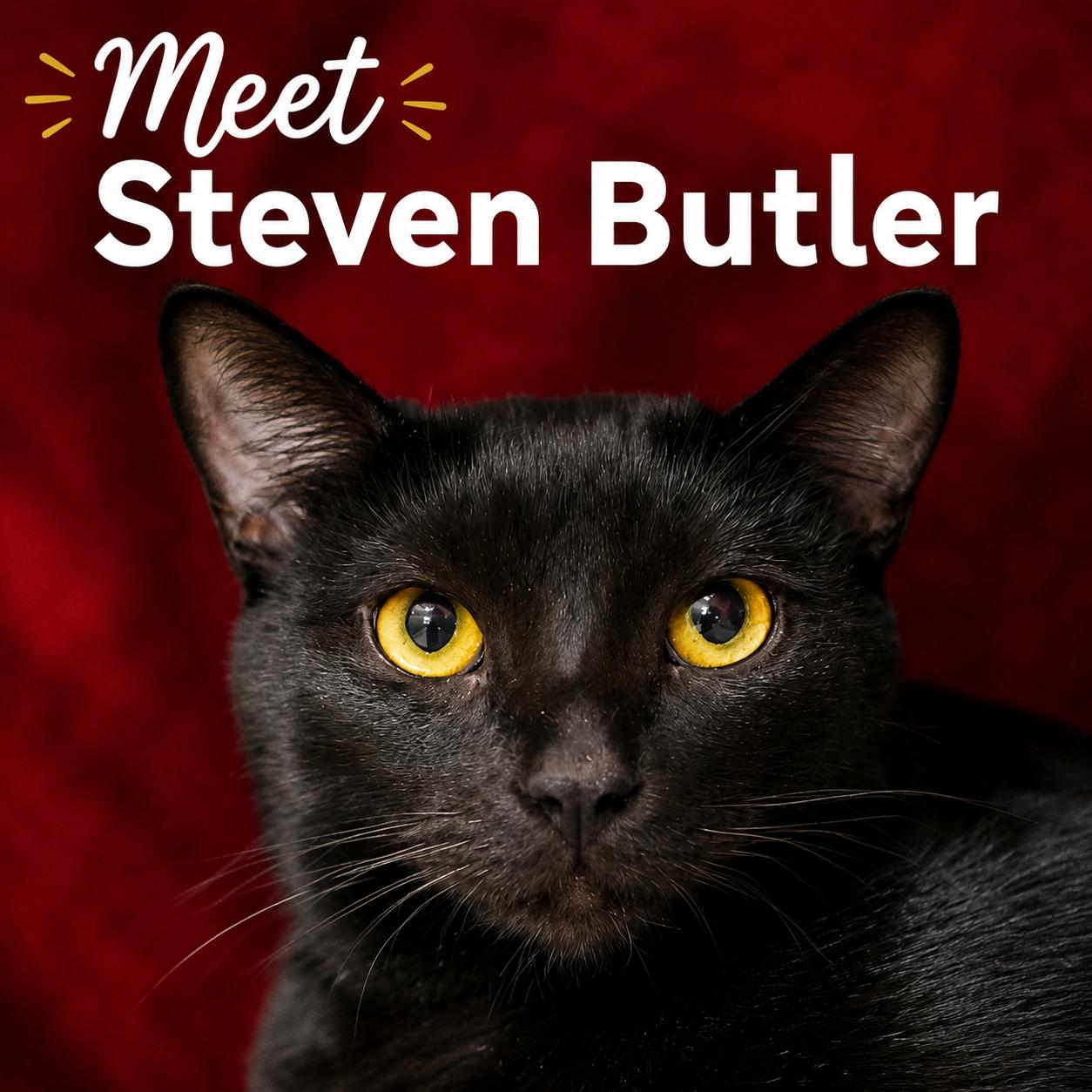Enlarge Steven Butler, a ADOPTABLE Domestic Short Hair in Grayling, MI image 1/2