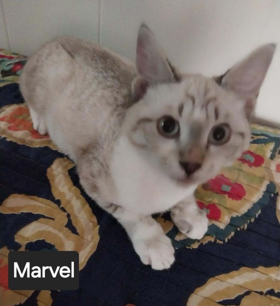 Marvel, Adoptable, Young Female Siamese.