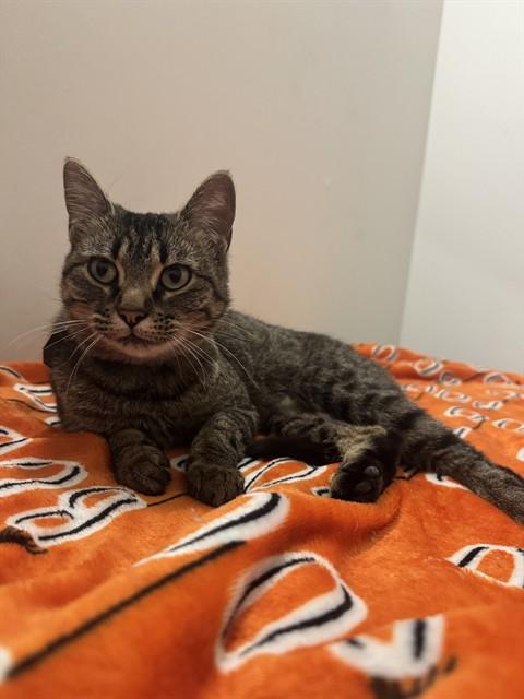 CANDY CORN, Adoptable, Young Female Domestic Short Hair.
