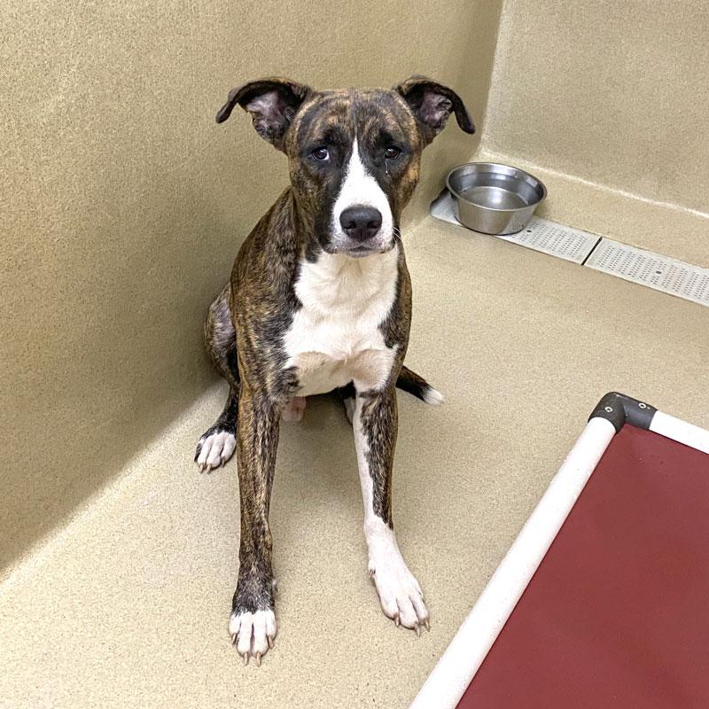 Kane, Adoptable, Adult Male Pit Bull Terrier.