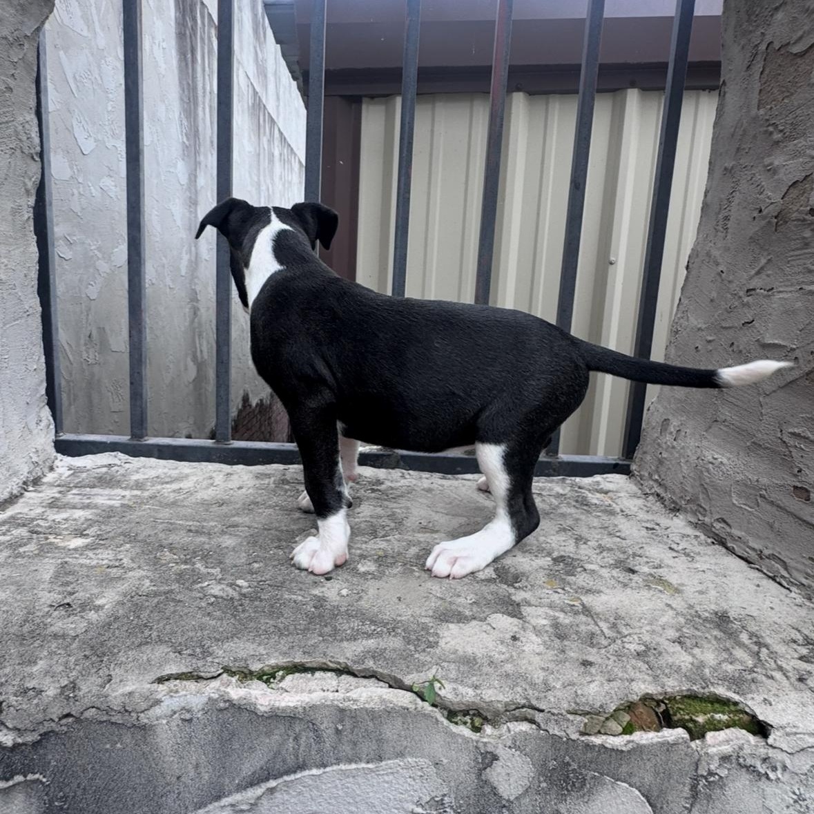Julie, an adopted mixed breed in Arnold, MO image 5/6