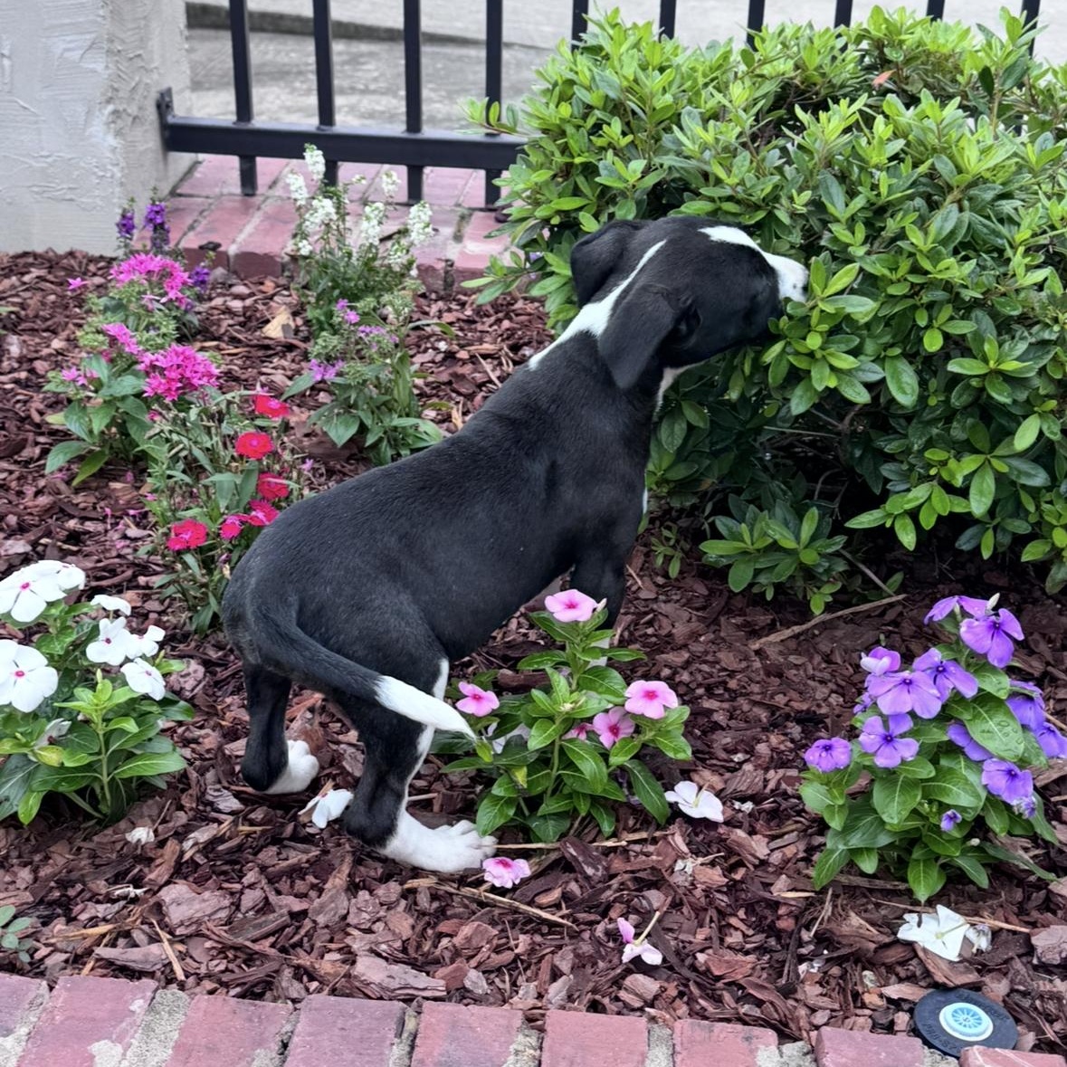 Julie, an adopted mixed breed in Arnold, MO image 4/6