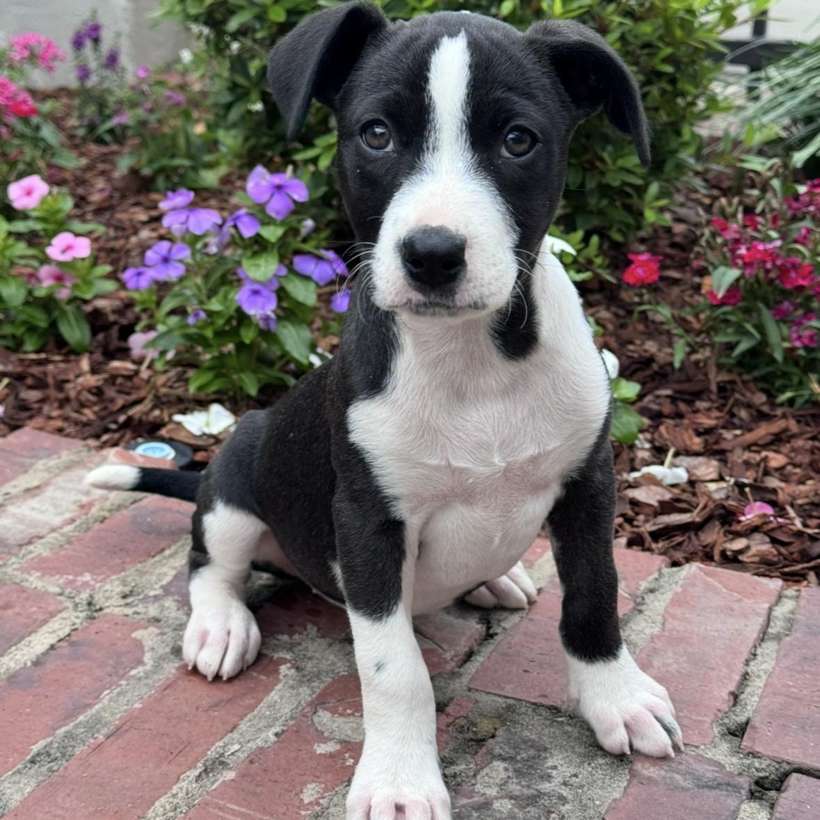 Julie, adopted, Puppy Female Border Collie & Black Labrador Retriever.
