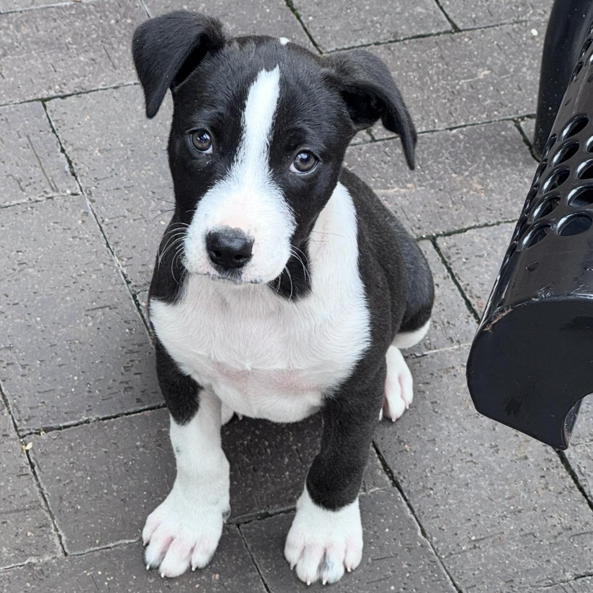 Julie, an adopted mixed breed in Arnold, MO image 3/6