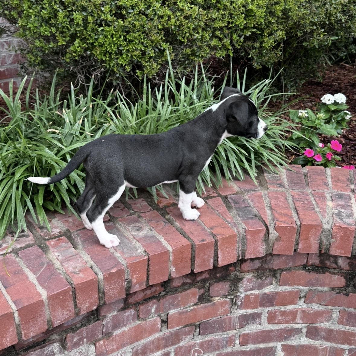Julie, an adopted mixed breed in Arnold, MO image 6/6