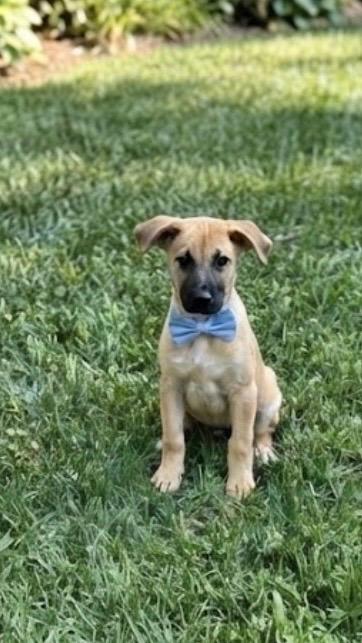 Enlarge Ernie, a Adoptable mixed breed in Glen arm , MD image 5/6