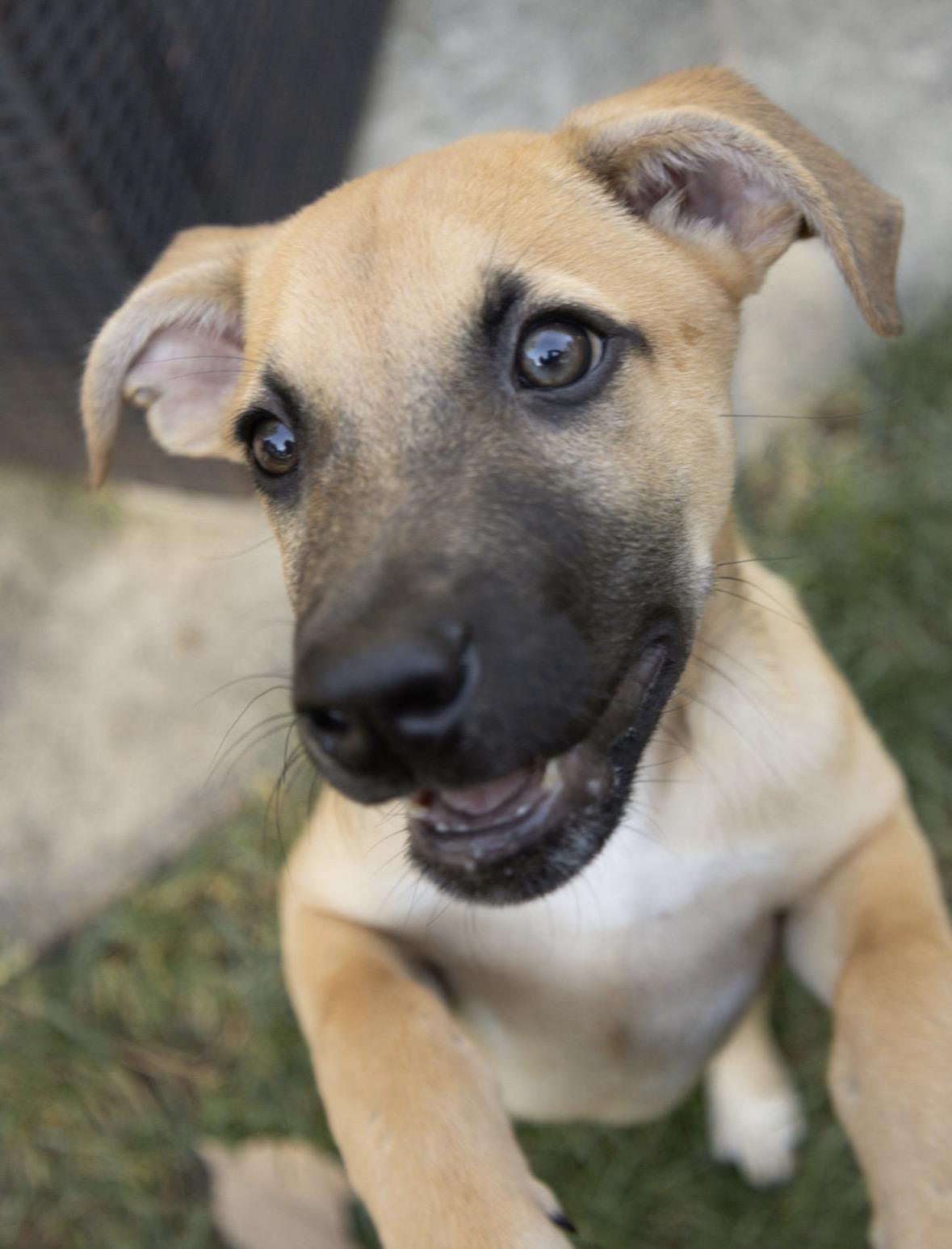 Enlarge Ernie, a Adoptable mixed breed in Gainesville, VA image 3/6