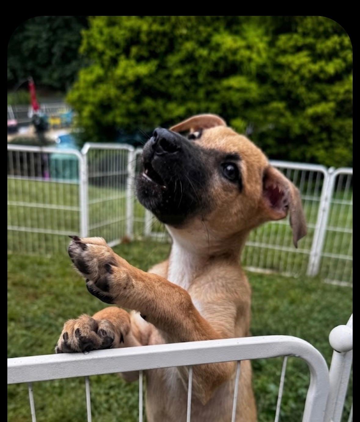 Enlarge Ernie, a Adoptable mixed breed in Glen arm , MD image 1/6