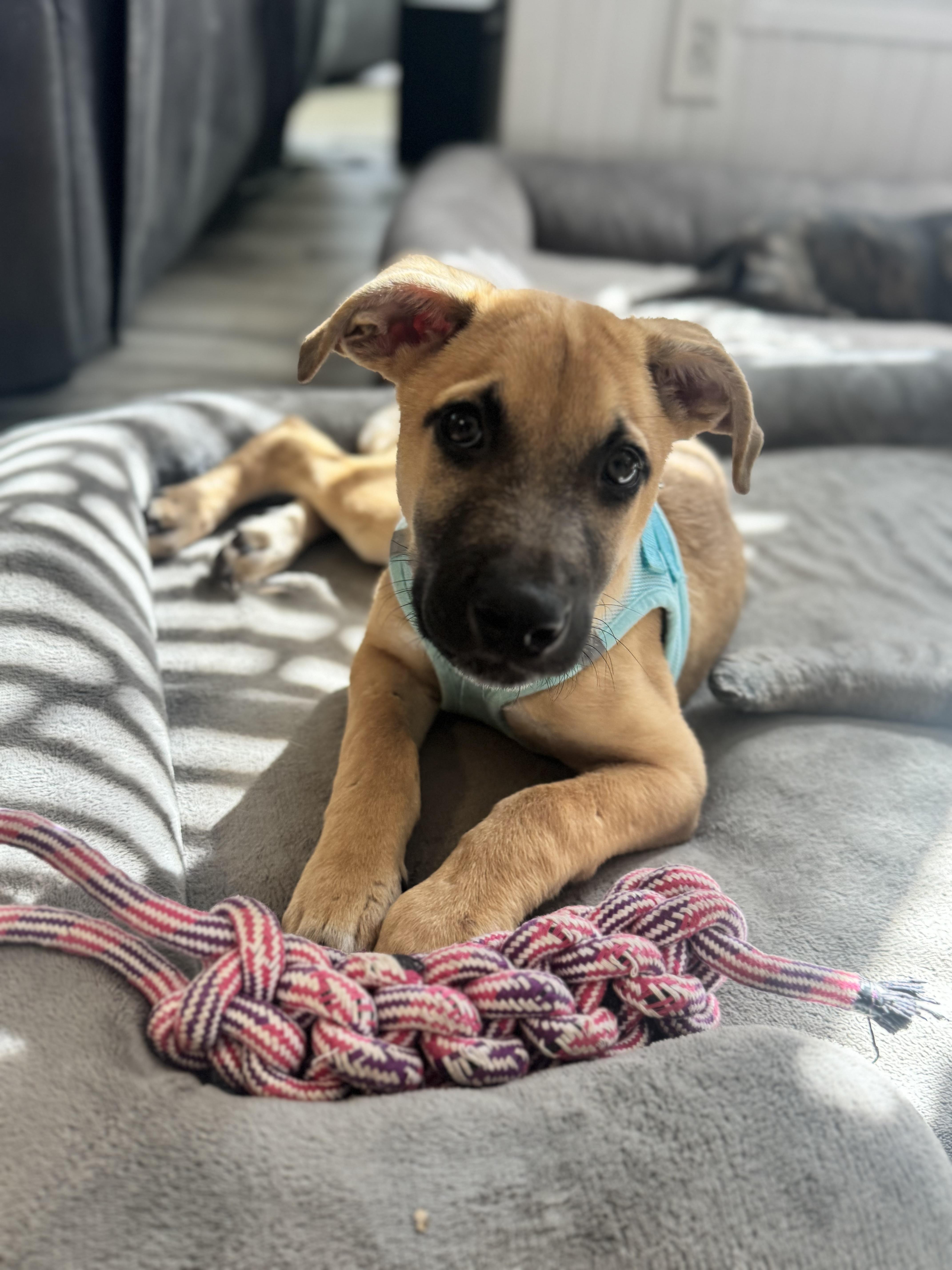Enlarge Ernie, a Adoptable mixed breed in Gainesville, VA image 2/6