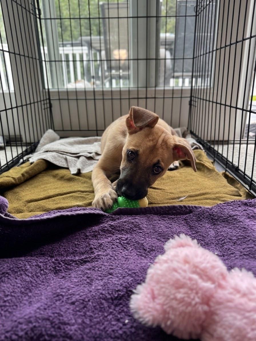 Enlarge Ernie, a Adoptable mixed breed in Glen arm , MD image 3/6