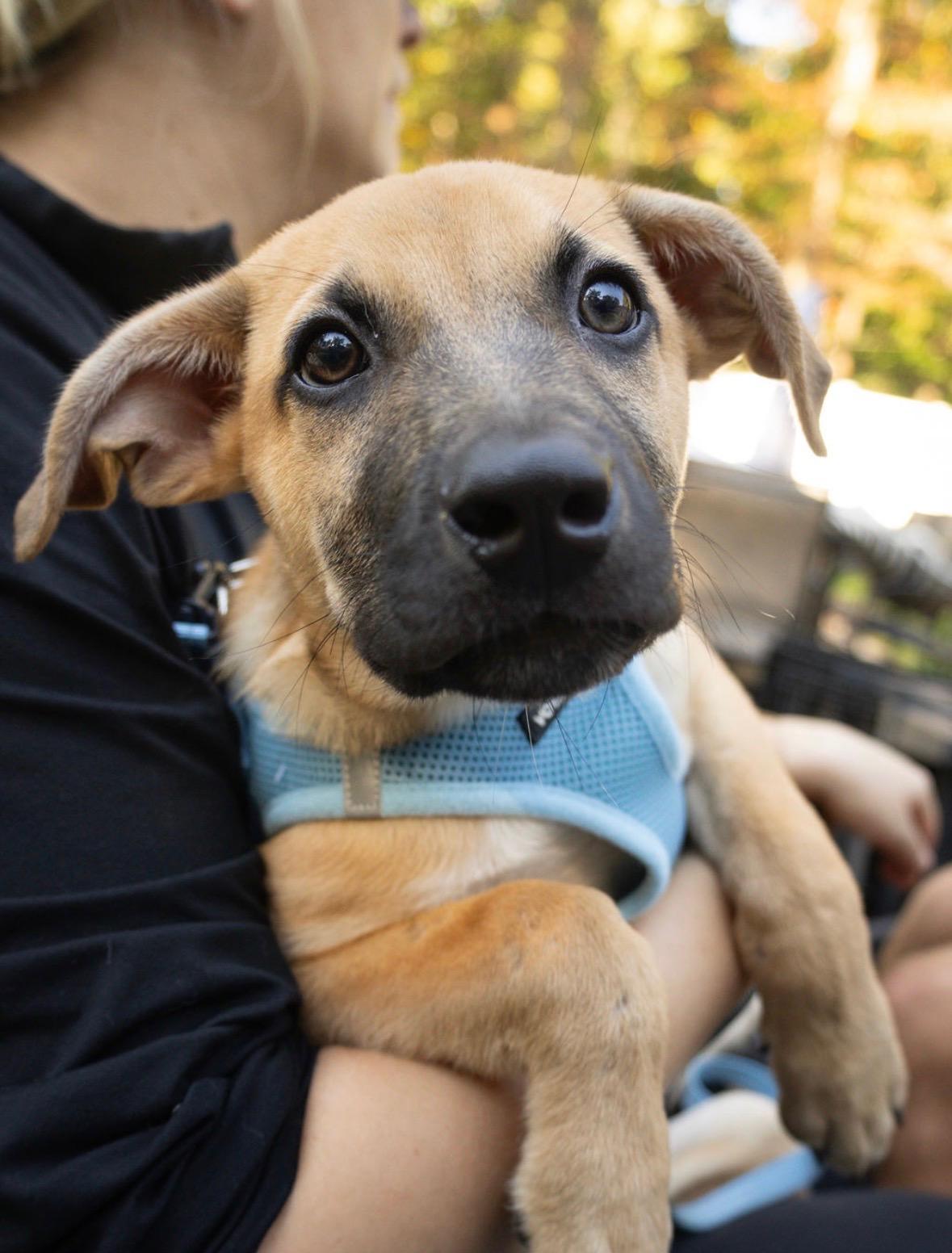 Enlarge Ernie, a Adoptable mixed breed in Gainesville, VA image 6/6