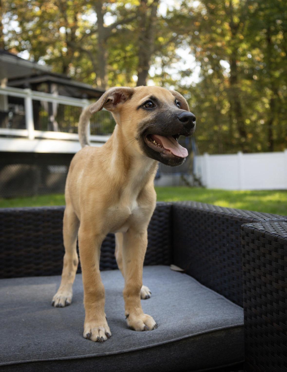 Enlarge Ernie, a Adoptable mixed breed in Gainesville, VA image 4/6