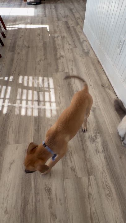Enlarge Ernie, a Adoptable mixed breed in Gainesville, VA video 5/6