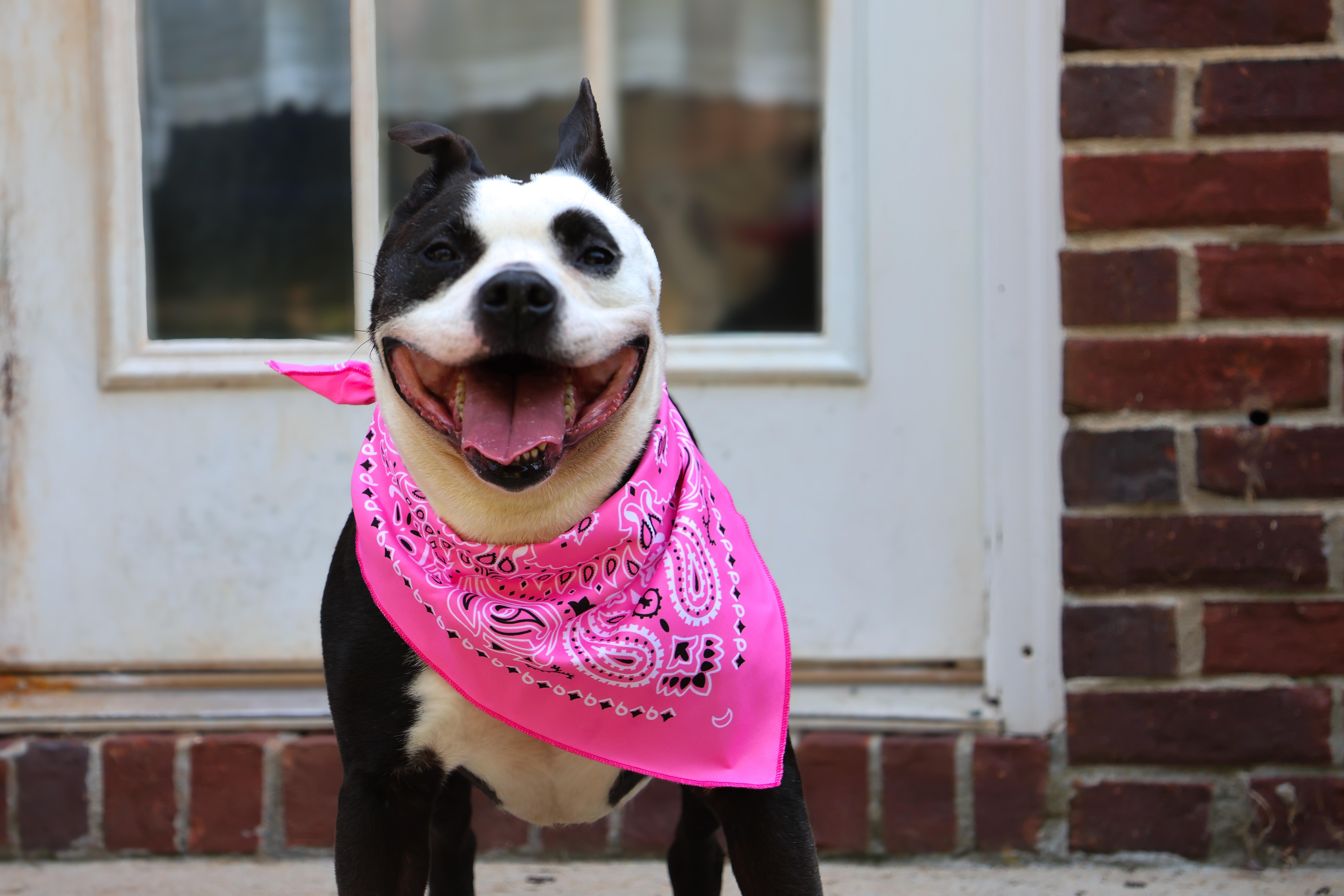 Marshmallow, a Adopted mixed breed in Pelham, AL image 1/4