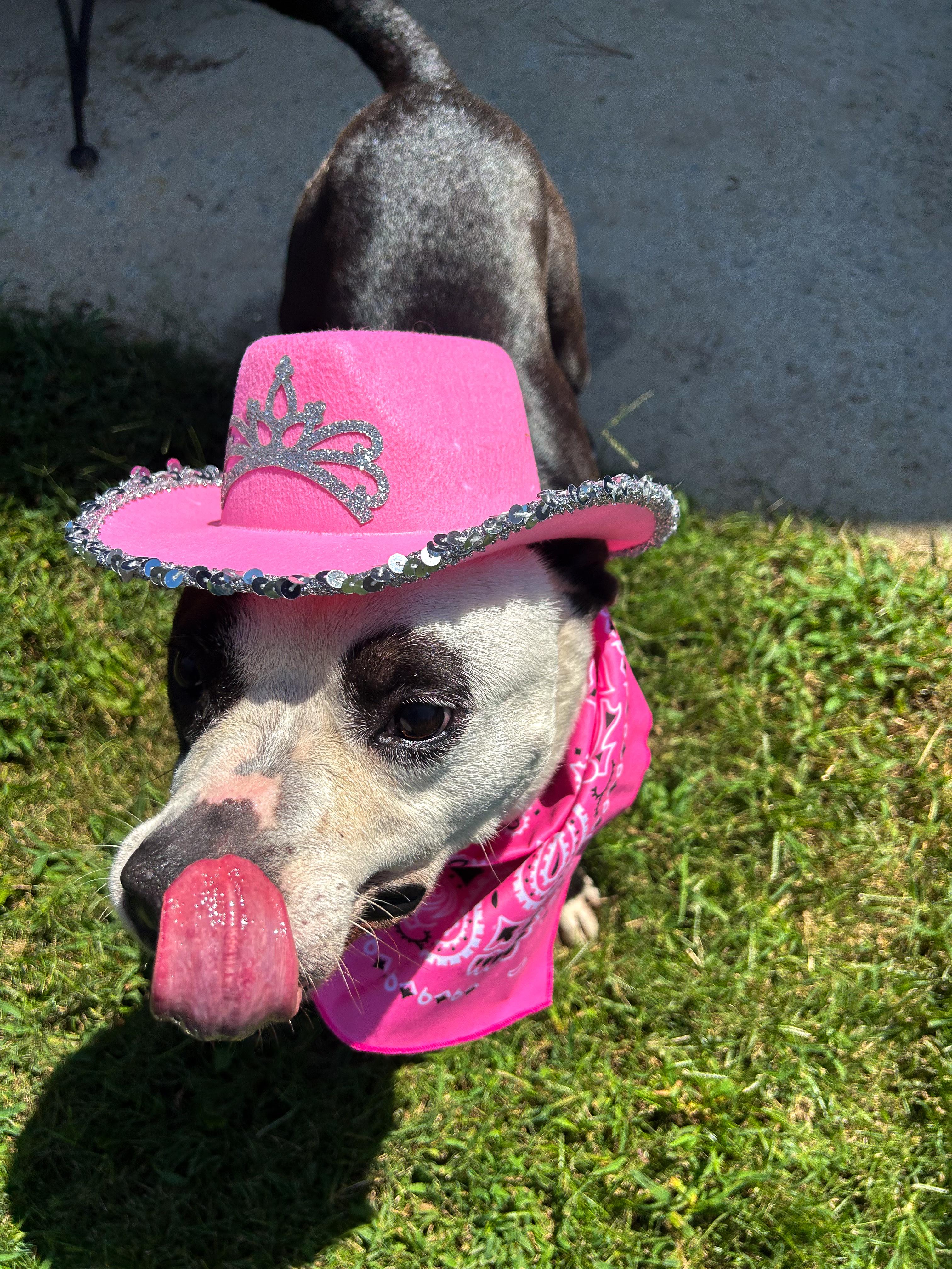 Marshmallow, a Adopted mixed breed in Pelham, AL image 3/4