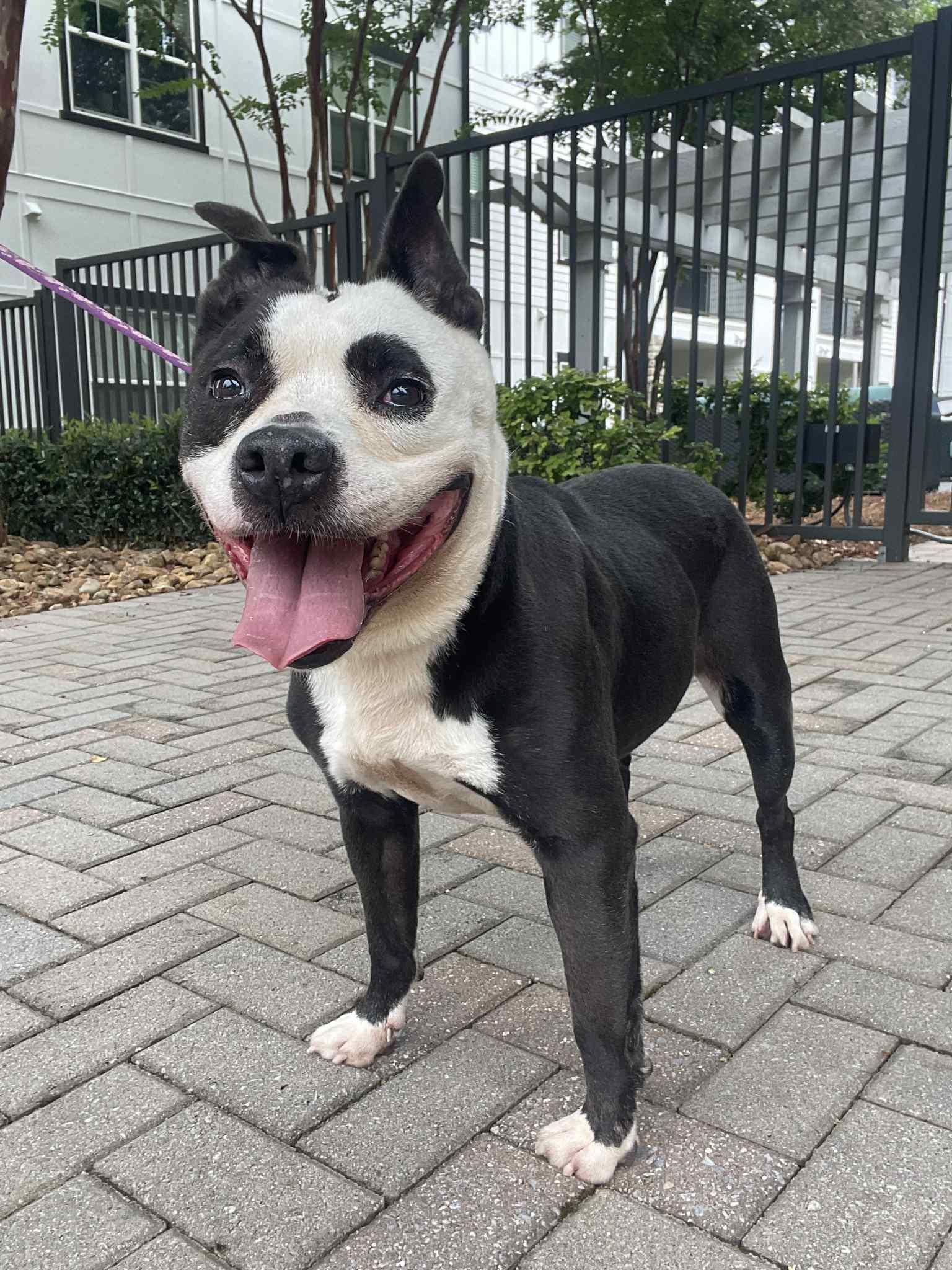 Marshmallow, a Adopted mixed breed in Pelham, AL image 4/4