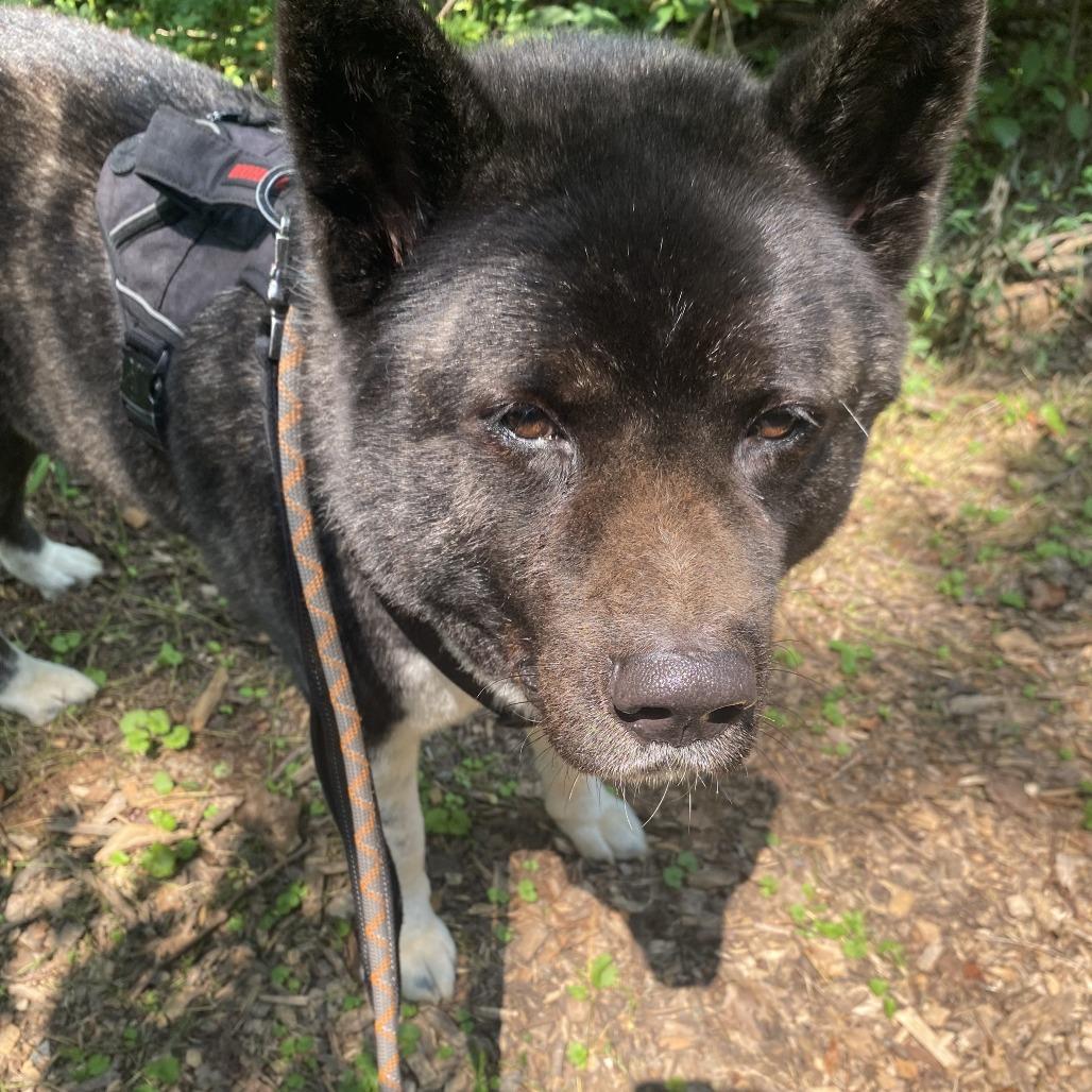 Enlarge Kobalt, a Adoptable Akita in Aldie, VA image 1/5