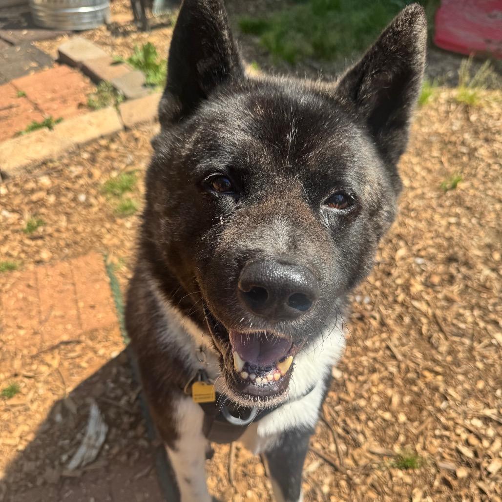 Enlarge Kobalt, a Adoptable Akita in Aldie, VA image 2/5