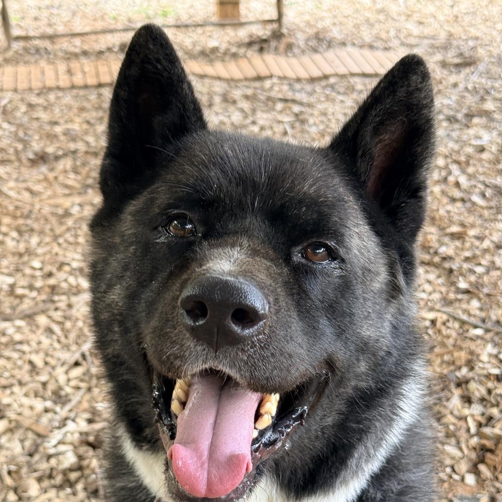 Enlarge Kobalt, a Adoptable Akita in Aldie, VA image 3/5