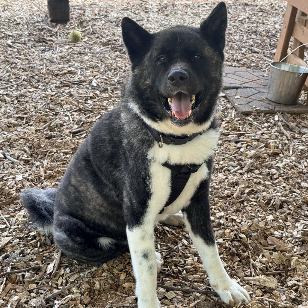 Enlarge Kobalt, a Adoptable Akita in Aldie, VA image 4/5