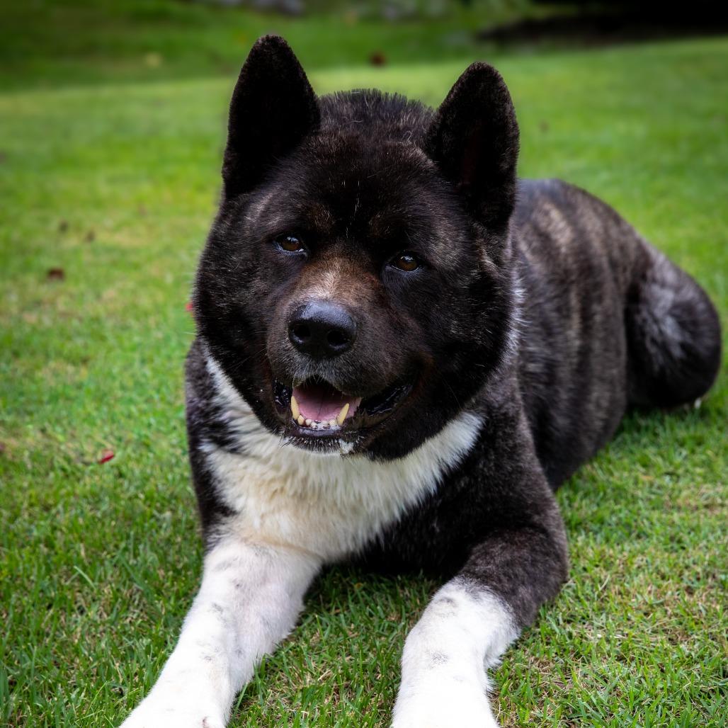 Enlarge Kobalt, a Adoptable Akita in Aldie, VA image 5/5