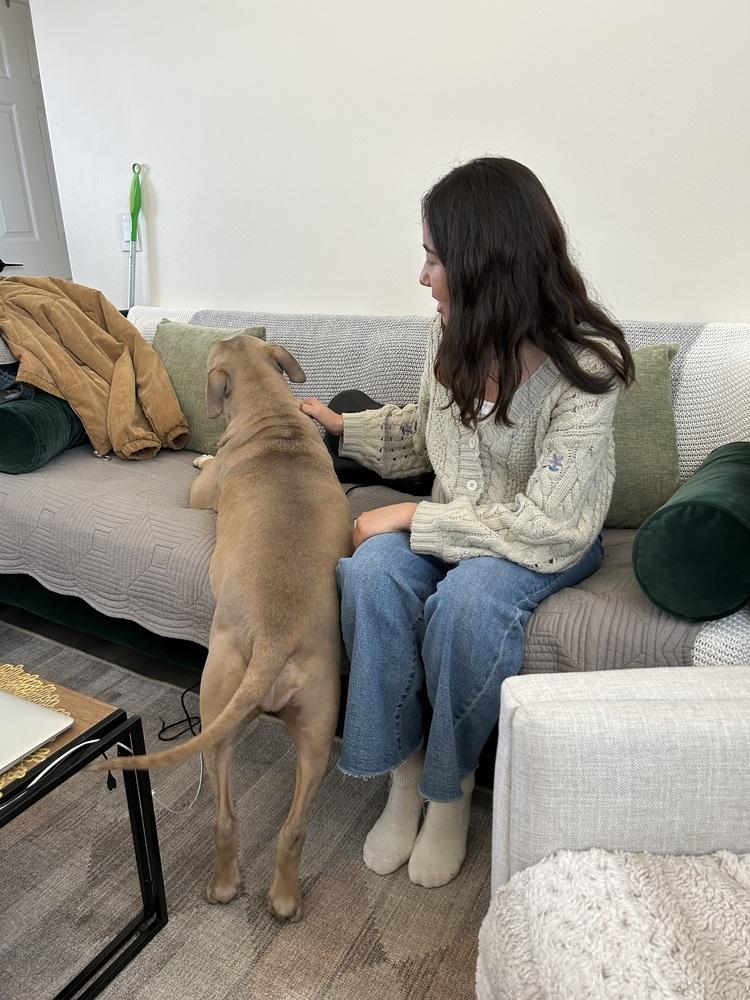 Penny, Adoptable, Adult Female Pit Bull Terrier & Akita.