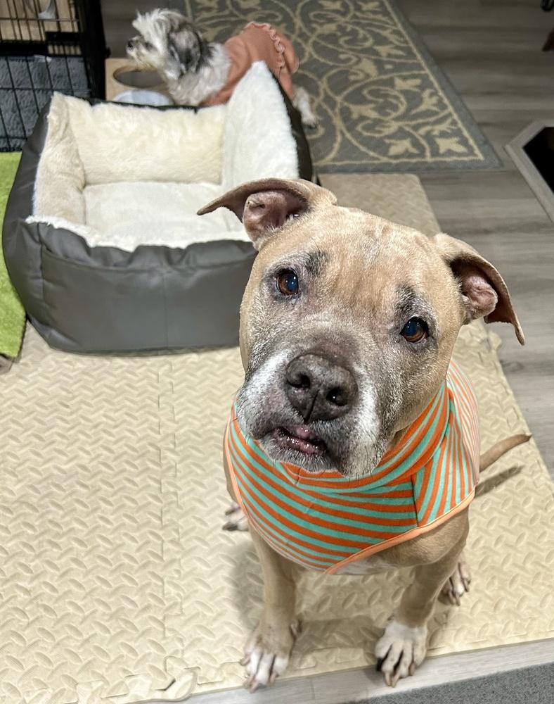 Penny, a Adoptable mixed breed in los angeles, CA image 2/6