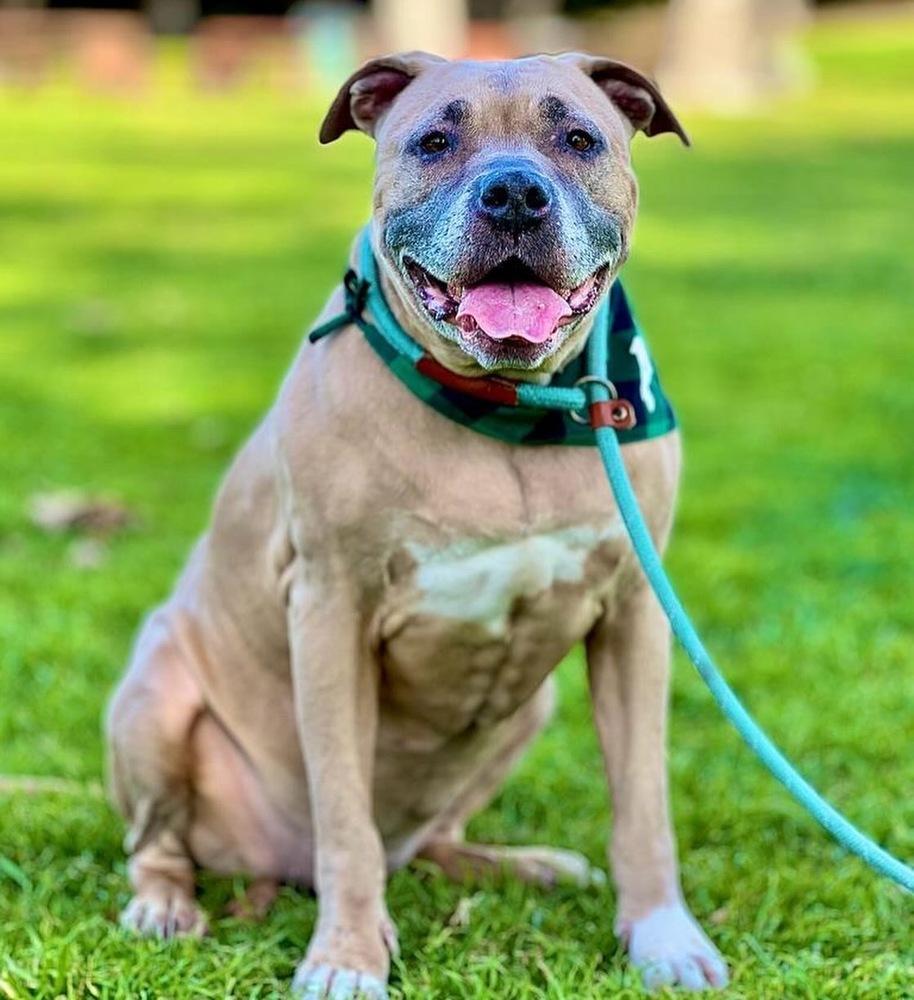 Enlarge Penny, a Adoptable mixed breed in los angeles, CA image 2/6